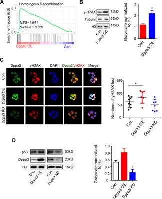 Maternal Factor Dppa3 Activates 2C-Like Genes and Depresses DNA Methylation in Mouse Embryonic Stem Cells
